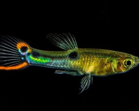 El Dorado Endler pairs