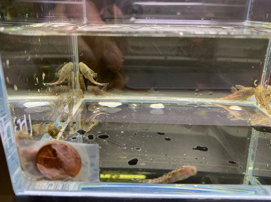 Bushy Nose Pleco (1 inch)