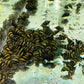 Assassin Snail