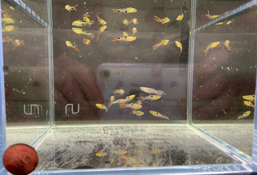 El Dorado Endler pairs