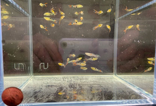 El Dorado Endler pairs