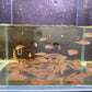 Galaxy Rasbora / Celestial Pearl Danio (Size Large)