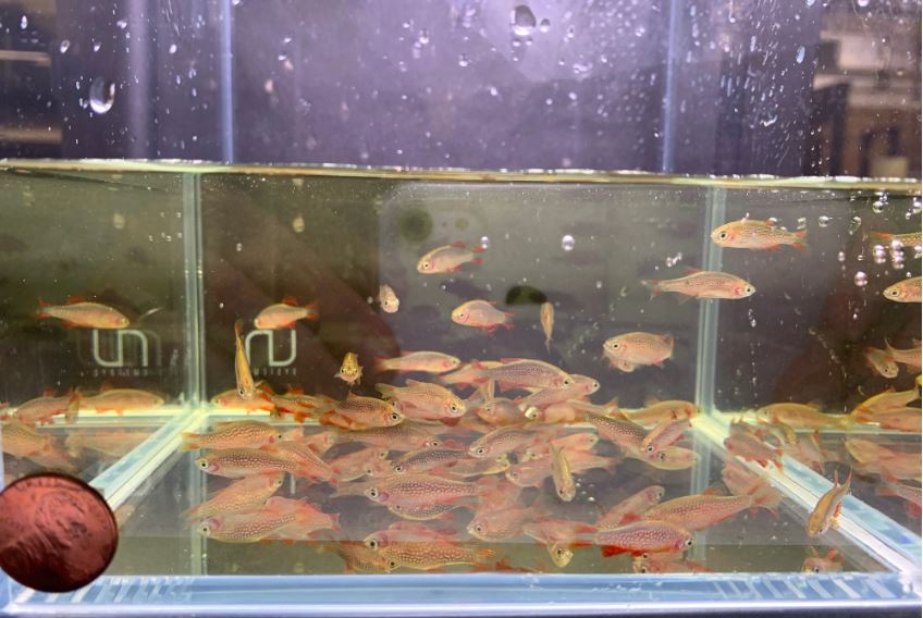 Galaxy Rasbora / Celestial Pearl Danio (Size Large)