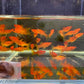 Red Copper Lyretail Molly