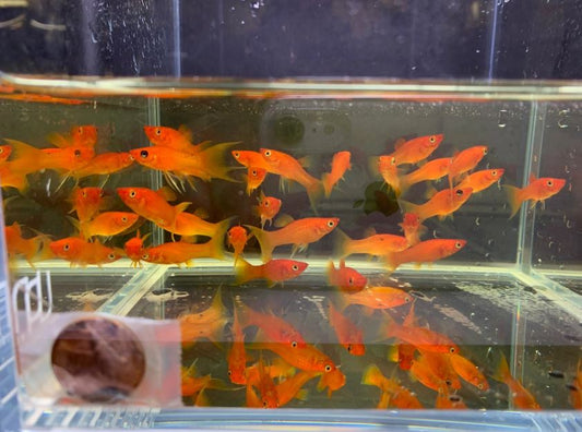 Red Copper Lyretail Molly