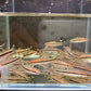 Roseline Shark / Red-Line Torpedo Barb