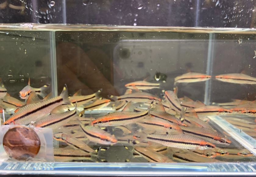 Roseline Shark / Red-Line Torpedo Barb