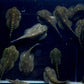 Hillstream Loach / Sewellia lineolata