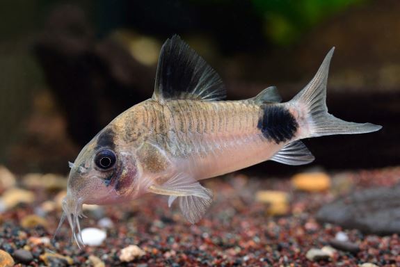 Panda Cory