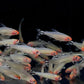 Rummynose Tetra (Medium)