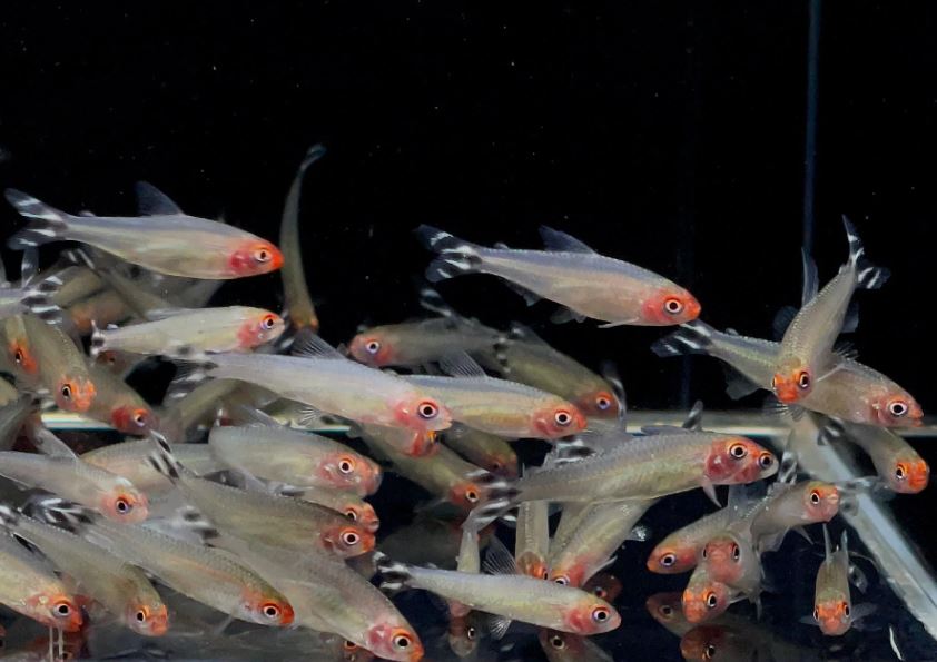 Rummynose Tetra (Medium)