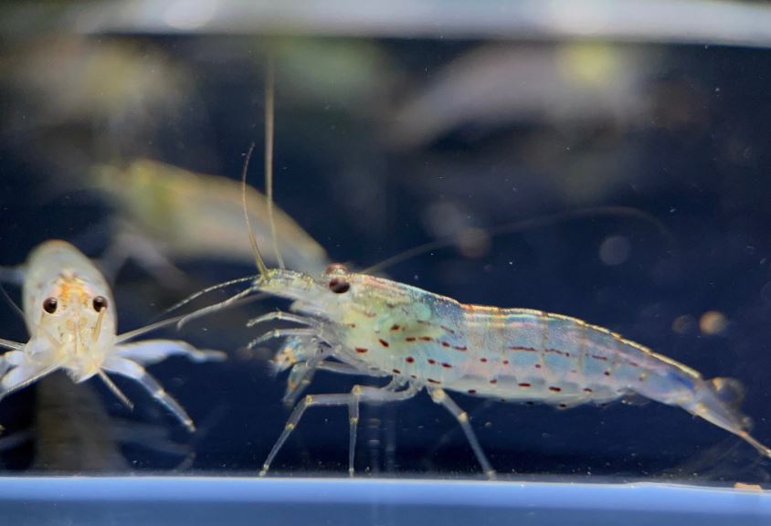 Amano Shrimp L