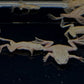 African Dwarf Frog - Blonde Leucistic