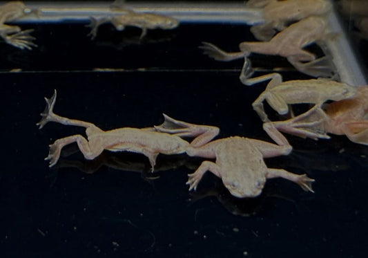 African Dwarf Frog - Blonde Leucistic