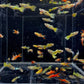 Assorted Endler Males