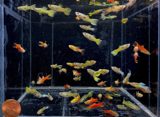 Assorted Endler Males