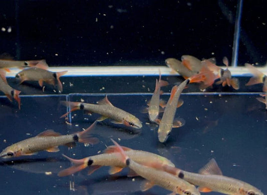 Rainbow Shark (S)