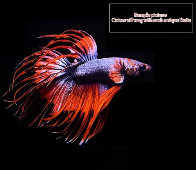 Crowntail Betta Male