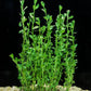 Bacopa monnieri (Moneywort) Live Aquarium Plants