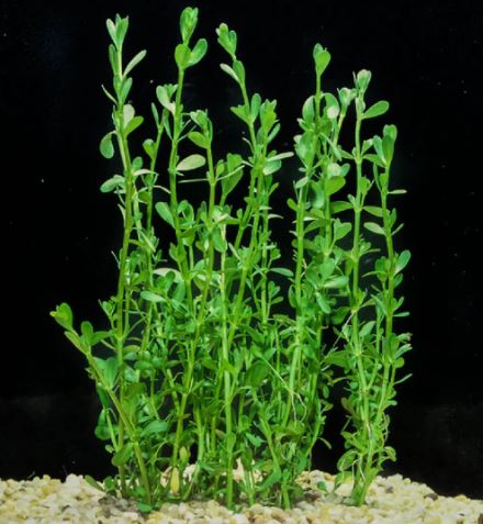 Bacopa monnieri (Moneywort) Live Aquarium Plants
