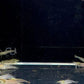 Amano Shrimp L