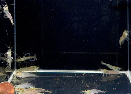 Amano Shrimp L