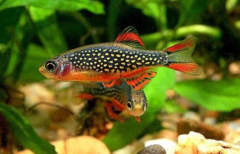8 Galaxy Rasbora / Celestial Pearl Danio (Size Small)