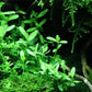 Bacopa monnieri (Moneywort) Live Aquarium Plants