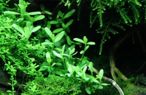 Bacopa monnieri (Moneywort) Live Aquarium Plants