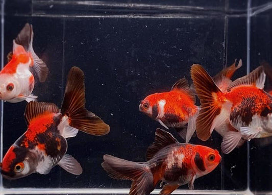 3 Tri-Color Thailand Oranda Goldfish - 2-2.5"