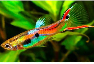 Assorted Endler Males