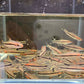 Roseline Shark / Red-Line Torpedo Barb