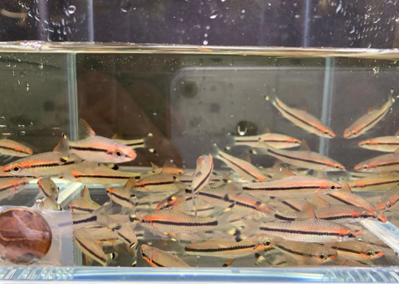 Roseline Shark / Red-Line Torpedo Barb