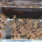 Panda Cory