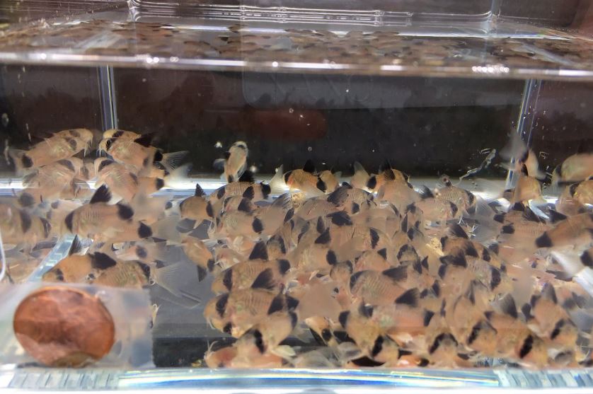 Panda Cory
