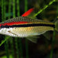 Roseline Shark / Red-Line Torpedo Barb