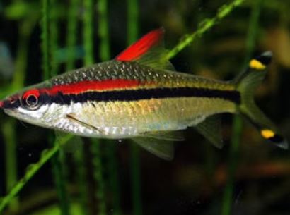 Roseline Shark / Red-Line Torpedo Barb