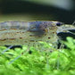 Amano Shrimp L