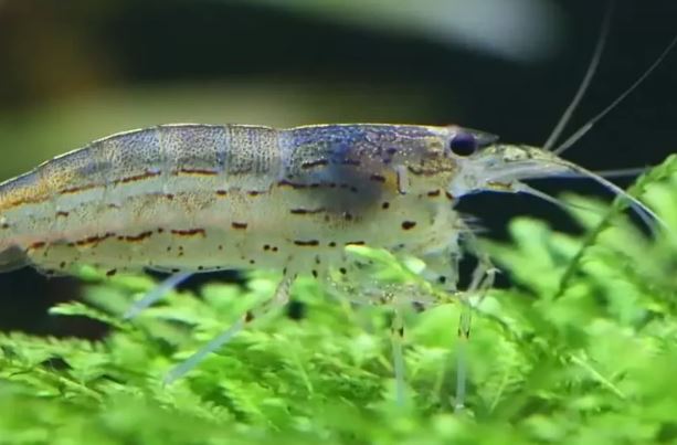 Amano Shrimp L