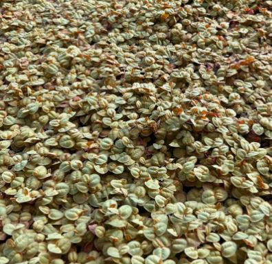 Red Root Floaters Portion in 3"w x 2"h Cup Easy Live Fresh Water Aquarium Plants