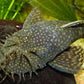 Bushy Nose Pleco (1 inch)