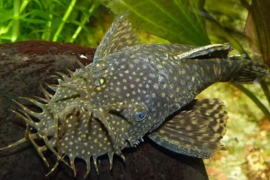 Bushy Nose Pleco (1 inch)