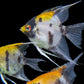 Koi Angelfish Size Small