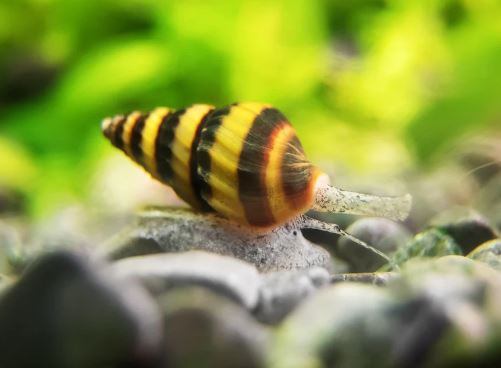 Assassin Snail