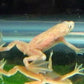 African Dwarf Frog - Blonde Leucistic