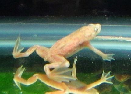 African Dwarf Frog - Blonde Leucistic
