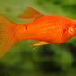 Red Copper Lyretail Molly