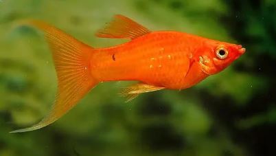 6 Red Copper Lyretail Molly
