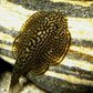 Hillstream Loach / Sewellia lineolata