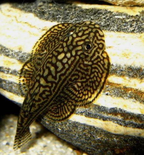 Hillstream Loach / Sewellia lineolata